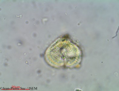 Jean-Pierre.Suc/Cassine_capensis_12584/Cassine_capensis_12584_0001(copy)_thumb.jpg