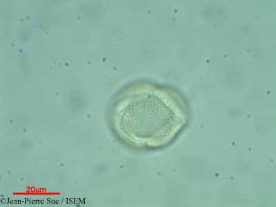 Jean-Pierre.Suc/Ceratonia_siliqua_38517/Ceratonia_siliqua_38517_0001(copy)_thumb.jpg
