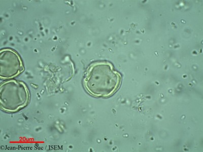 Jean-Pierre.Suc/Ceriops_roxburghiana_15072/Ceriops_roxburghiana_15072_0001(copy)_thumb.jpg