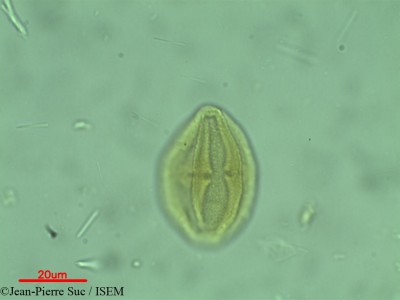 Jean-Pierre.Suc/Cissus_gardneri_24010/Cissus_gardneri_24010_0001(copy)_thumb.jpg