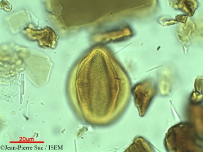 Jean-Pierre.Suc/Cissus_glauca_19257/Cissus_glauca_19257_0001(copy)_thumb.jpg