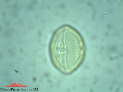 Jean-Pierre.Suc/Cissus_sicyoides_47276/Cissus_sicyoides_47276_0001(copy)_thumb.jpg