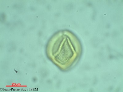 Cissus spectabilis - lame n° 28936