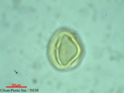 Cissus spectabilis - lame n° 28936