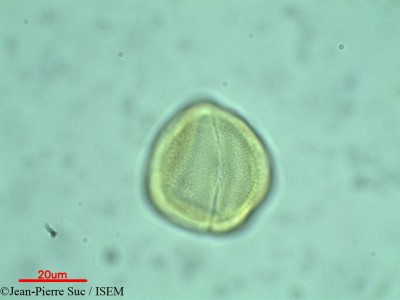 Cissus spectabilis - lame n° 28936