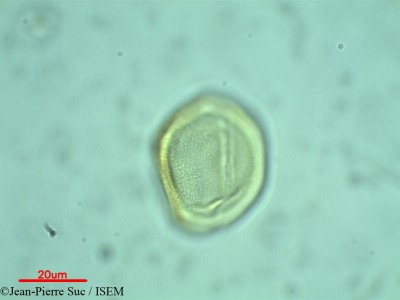 Cissus spectabilis - lame n° 28936