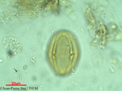 Jean-Pierre.Suc/Cissus_vitiginea_6012/Cissus_vitiginea_6012_0001(copy)_thumb.jpg