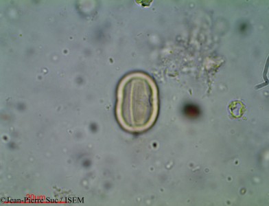 Jean-Pierre.Suc/Combretum_ovalifolium_2343/Combretum_ovalifolium_2343_0001(copy)_thumb.jpg