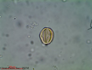 Jean-Pierre.Suc/Combretum_trifoliatum_11165/Combretum_trifoliatum_11165_0001(copy)_thumb.jpg