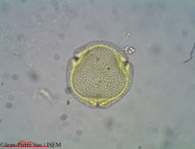 Craterispermum laurinum - lame n° 2903