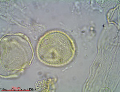 Craterispermum laurinum - lame n° 2903