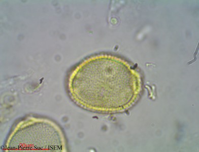 Craterispermum laurinum - lame n° 2903