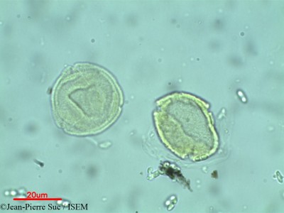 Jean-Pierre.Suc/Croton_bacciferus_9389/Croton_bacciferus_9389_0001(copy)_thumb.jpg