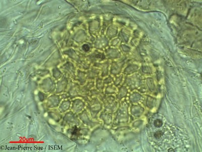 Delonix elata - lame n° 2351