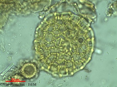 Delonix elata - lame n° 2351