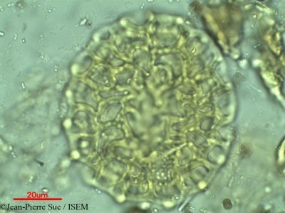 Delonix elata - lame n° 2351