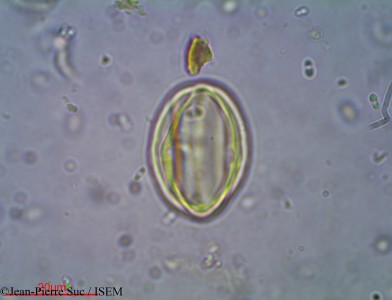 Diospyros assimilis - lame n° 19072