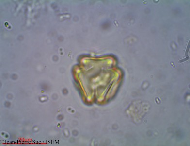 Diospyros assimilis - lame n° 19072