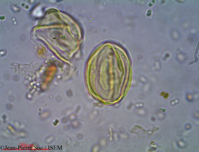 Diospyros assimilis - lame n° 19072