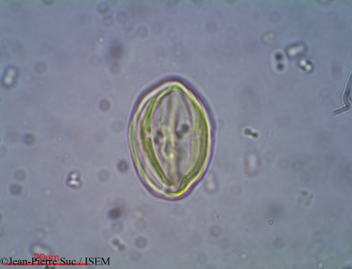 Diospyros assimilis - lame n° 19072