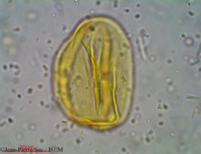Jean-Pierre.Suc/Diospyros_decandra_16361/Diospyros_decandra_16361_0001(copy)_thumb.jpg
