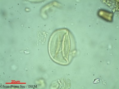 Jean-Pierre.Suc/Distylium_chinense_13996/Distylium_chinense_13996_0001(copy)_thumb.jpg