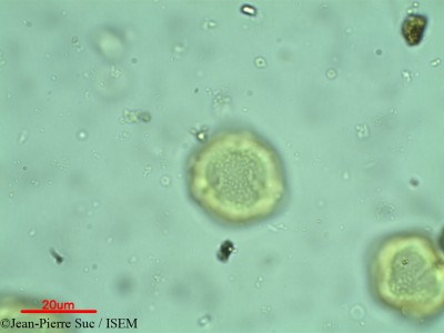 Jean-Pierre.Suc/Dodonaea_eriocarpa_36958/Dodonaea_eriocarpa_36958_0001(copy)_thumb.jpg