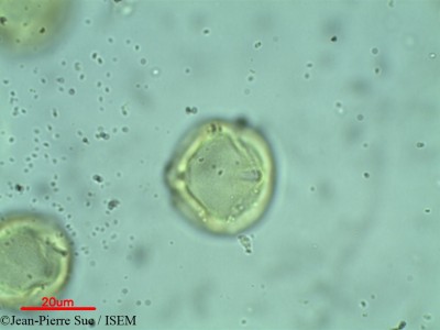 Jean-Pierre.Suc/Dodonaea_polyzyga_36960/Dodonaea_polyzyga_36960_0001(copy)_thumb.jpg