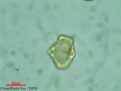 Jean-Pierre.Suc/Dodonaea_triquetra_36963/Dodonaea_triquetra_36963_0001(copy)_thumb.jpg