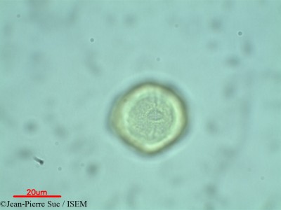 Dodonaea viscosa - lame n° 28966
