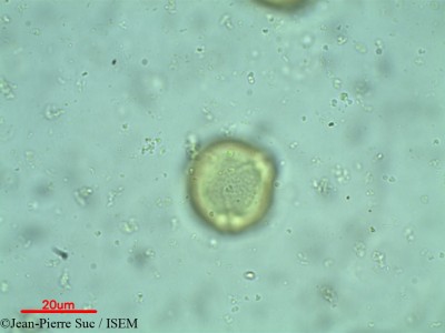 Dodonaea viscosa - lame n° 36964