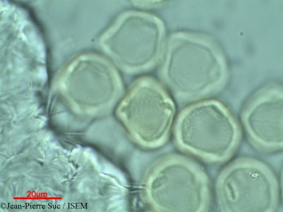 Dodonaea viscosa - lame n° 39855