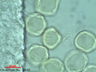 Dodonaea viscosa - lame n° 39855