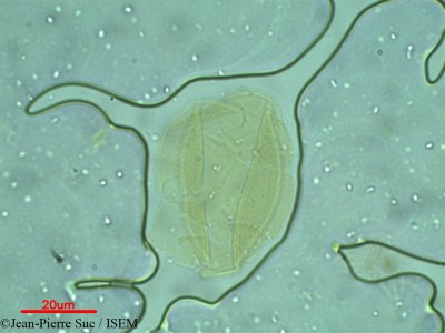 Jean-Pierre.Suc/Dolichandrone_atrovirens_10101/Dolichandrone_atrovirens_10101_0001(copy)_thumb.jpg