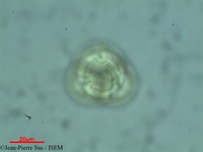 Jean-Pierre.Suc/Erica_arborea_28195/Erica_arborea_28195_0001(copy)_thumb.jpg