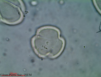 Jean-Pierre.Suc/Euclea_schimperi_14343/Euclea_schimperi_14343_0001(copy)_thumb.jpg