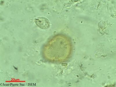 Jean-Pierre.Suc/Eustigma_oblongifolium_13770/Eustigma_oblongifolium_13770_0001(copy)_thumb.jpg
