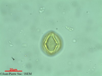 Jean-Pierre.Suc/Excoecaria_acerifolia_11985/Excoecaria_acerifolia_11985_0001(copy)_thumb.jpg