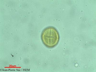 Jean-Pierre.Suc/Excoecaria_orientalis_11988/Excoecaria_orientalis_11988_0001(copy)_thumb.jpg