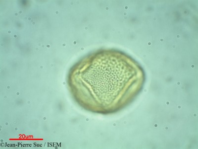 Jean-Pierre.Suc/Gordonia_axillaris_28785/Gordonia_axillaris_28785_0001(copy)_thumb.jpg