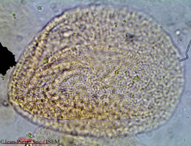 Jean-Pierre.Suc/Grewia_occidentalis_1023/Grewia_occidentalis_1023_0001(copy)_thumb.jpg