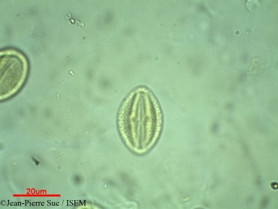 Jean-Pierre.Suc/Hannoa_undulata_7957/Hannoa_undulata_7957_0001(copy)_thumb.jpg