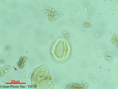 Jean-Pierre.Suc/Heritiera_perakensis_17929/Heritiera_perakensis_17929_0001(copy)_thumb.jpg