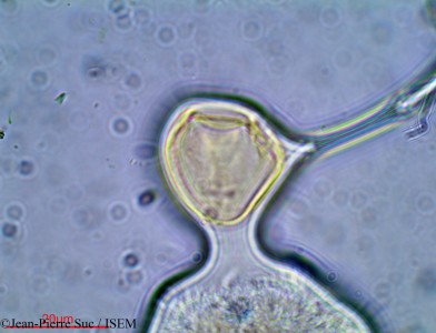 Jean-Pierre.Suc/Hermannia_chrysophylla_23768/Hermannia_chrysophylla_23768_0001(copy)_thumb.jpg