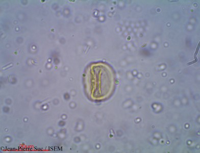 Jean-Pierre.Suc/Herniaria_hirsuta_17956/Herniaria_hirsuta_17956_0001(copy)_thumb.jpg