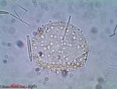 Jean-Pierre.Suc/Hyphaene_thebaica_16946/Hyphaene_thebaica_16946_0001(copy)_thumb.jpg