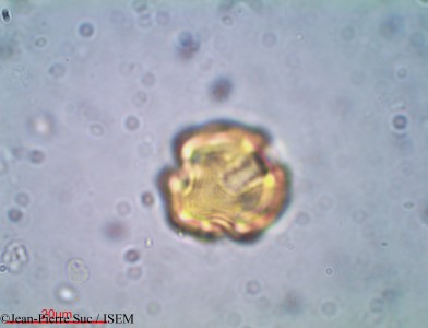 Jean-Pierre.Suc/Lagerstroemia_ovalifolia_21014/Lagerstroemia_ovalifolia_21014_0001(copy)_thumb.jpg
