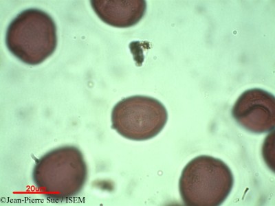 Jean-Pierre.Suc/Leitneria_floridana_9807/Leitneria_floridana_9807_0001(copy)_thumb.jpg