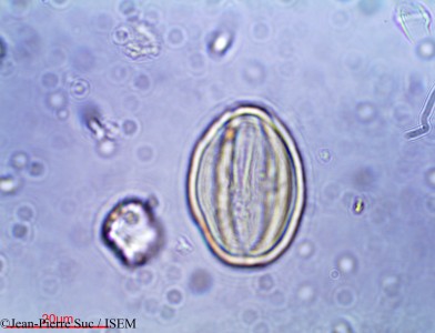 Jean-Pierre.Suc/Lycium_intricatum_24108/Lycium_intricatum_24108_0001(copy)_thumb.jpg
