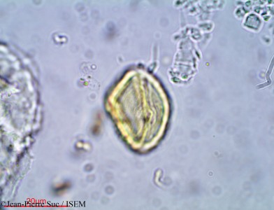 Jean-Pierre.Suc/Lycium_vulgare_11302/Lycium_vulgare_11302_0001(copy)_thumb.jpg